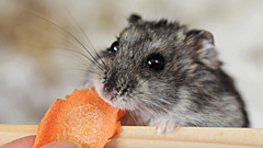 Почему домашние хомяки всегда умирают молодыми и как это остановить