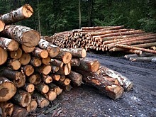 Сенатор призвала Минпромторг провести расследование по льготам для офшоров на экспорт леса