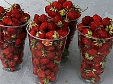 Названы опасности при выборе клубники