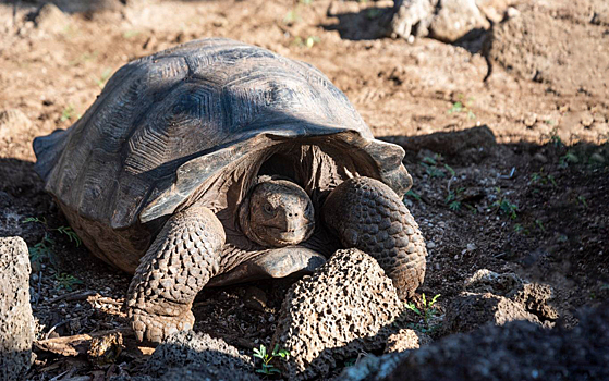 Найдены родственники вымершего вида черепах
