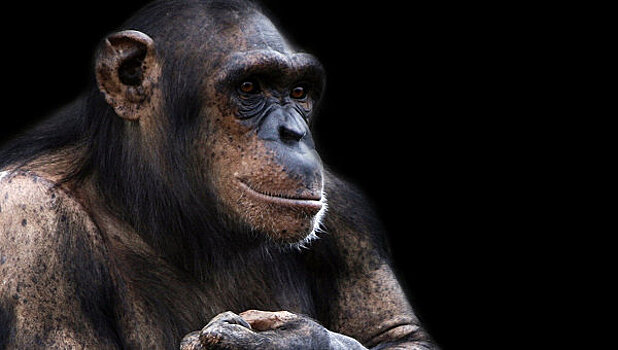 Назван ближайший "родственник" человека и шимпанзе