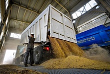 Закупки зерна в российский интервенционный фонд вновь сменили антирекорд