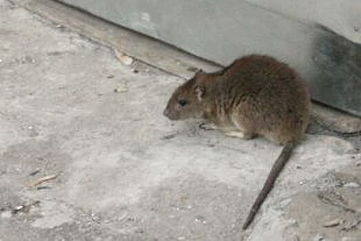 В Челябинске крысы свободно бегают по подъездам в домах Ленинского района