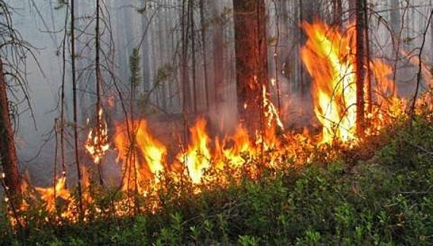Лес сгорел в Ульяновском районе