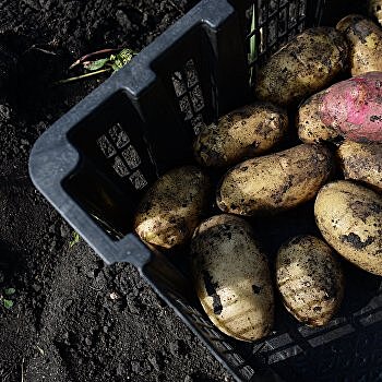 Украинские аграрии боятся картофеля — эксперт