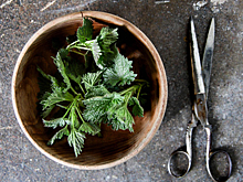 Новосибирским ресторанам не хватает крапивы для блюд традиционной кухни