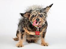 Выбрана самая уродливая собака года