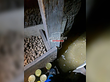 "Будем карпов выращивать?!": затопленный погреб ужаснул кемеровчан