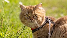 В России разработали ошейник для кошек, который может мониторить здоровье по голосу