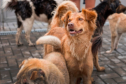 Юрист обвинил власти Хабаровского края в нарушении закона