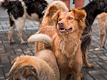 Юрист обвинил власти Хабаровского края в нарушении закона
