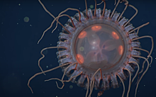 Медуза-«инопланетянка» попала на видео