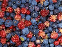 «Дикие ягоды» в Саратове. Бусаргин презентовал новый проект