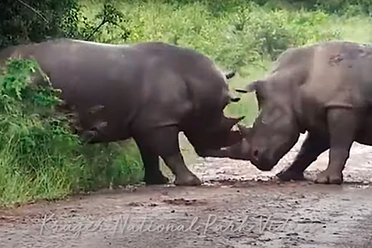 Два носорога подрались на глазах туристов
