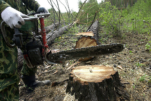 Какую часть древесины рубят браконьеры