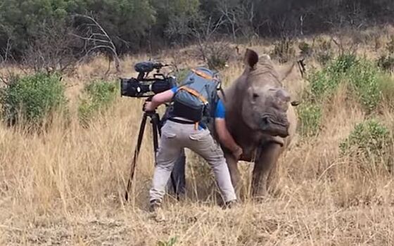 Дикий носорог "попросил" оператора почесать ему живот