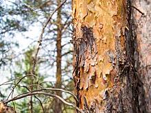 Красноярские учёные разработали электроды на основе коры сосны