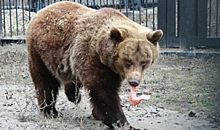 В Воронеже на видео сняли медведицу Машу, проснувшуюся в зоопарке
