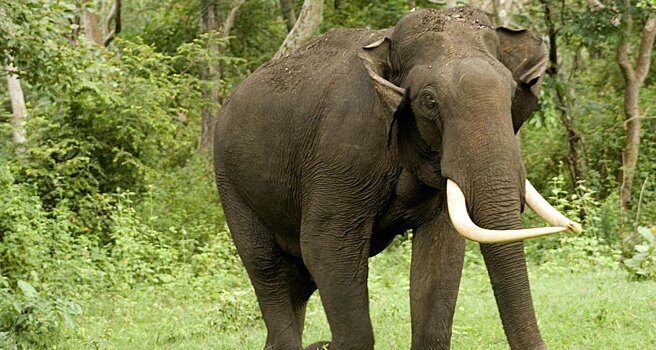 В Индии поймали слона по кличке бен Ладен, убившего пять человек
