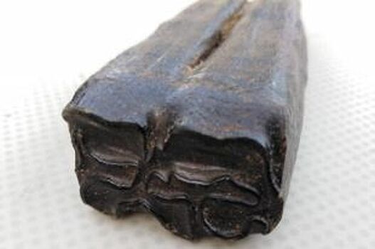 11,5 тысяч лет. Житель Камня-на-Оби нашел в огороде древний зуб