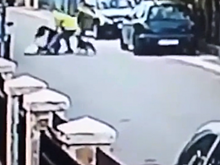 Уличный пес спас девушку от грабителя