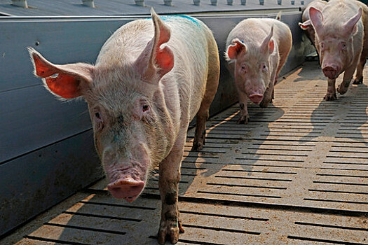 Во Франции ожидают сильный рост цен на свинину из-за экономического кризиса