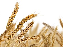 Дело о колосках