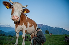 В Северной Осетии открыли экодеревню, где туристов учат доить коров