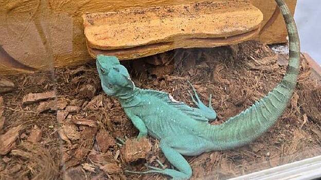 В квартире москвича обнаружили «нелегальный зоопарк» с краснокнижными животными