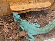 В квартире москвича обнаружили «нелегальный зоопарк» с краснокнижными животными