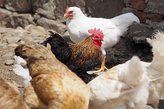 Вологодской пенсионерке суд запретил держать кур на садовом участке