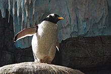 Зачем пингвин ежегодно проплывает 8 тысяч километров