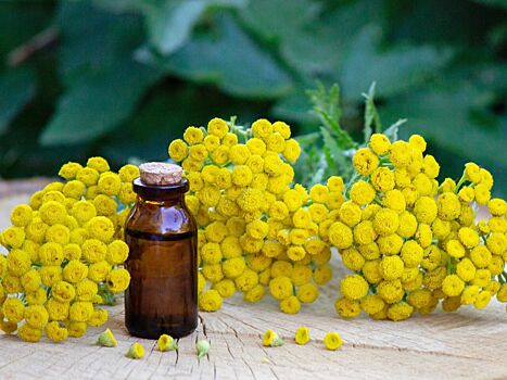 Найдено продлевающее молодость растение