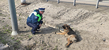 В Подмосковье сотрудник Госавтоинспекции доставил раненую собаку в ветклинику
