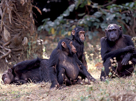 Ученые раскрыли тайну начала загадочной четырехлетней "гражданской войны" между шимпанзе в Танзании