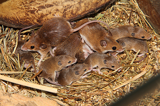 Ученые из ТГУ выводят мышей на пробежку в поисках нового лечения диабета