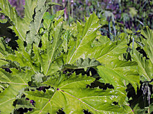 Как бороться с борщевиком