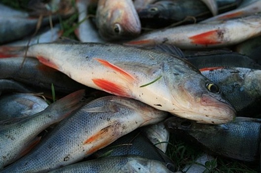 Госдума приняла закон, отменяющий торги для пользования рыбоводными участками в Крыму