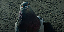 Ролик с голубем от агентства «Восход» может войти в новую рекламную кампанию «Альфа-Банка»