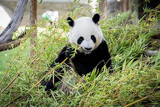 Московский зоопарк захотел оставить себе панду Катюшу