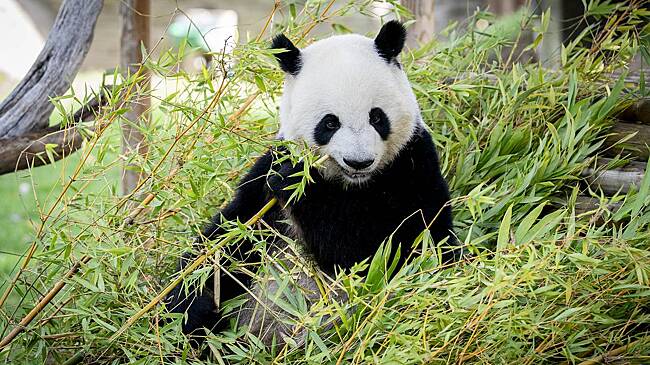 Московский зоопарк захотел оставить себе панду Катюшу