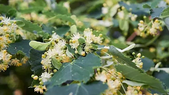 Народные приметы на 4 июля 2025 года: что нельзя делать в этот день