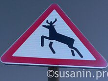 В Удмуртии 18-летний водитель погиб после столкновения с лосем