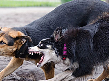 В Биробиджане будут разработаны критерии определения агрессивности собак