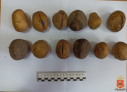 В Тверской области полицейские изъяли у наркодельца 14 картофелин, начинённых «синтетикой»