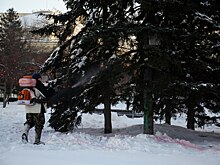 В новосибирских парках и скверах началась антивандальная обработка хвойных деревьев