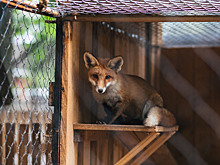 Как оформить опеку над лисой, медведем или волком