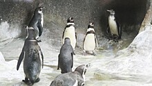 Самые популярные мифы о пингвинах