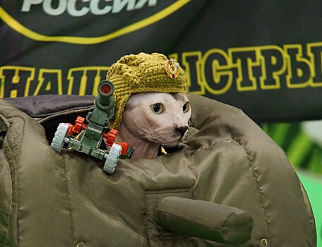 Зачем коты едут в Москву на танках