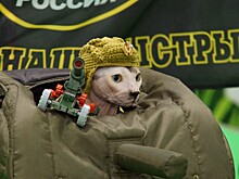 Зачем коты едут в Москву на танках